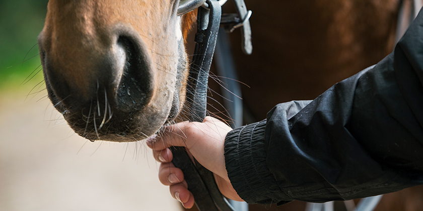 The Harness Matters More Than the Horse