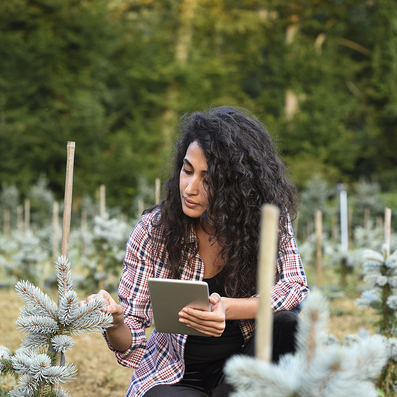 Foto di una donna che guarda un albero